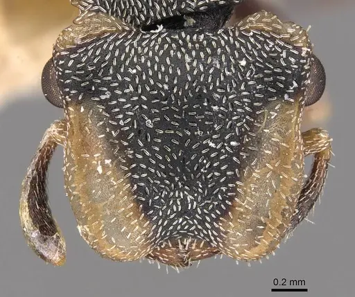 Cephalotes goeldii specimen CASENT0909284 image casent0909284_2