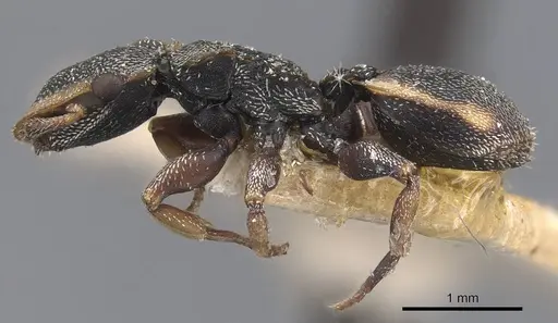 Cephalotes goeldii specimen CASENT0909284 image casent0909284_3