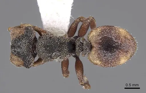 Cephalotes goeldii specimen CASENT0922535 image casent0922535_1