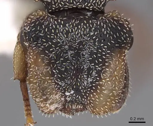 Cephalotes goeldii specimen CASENT0922535 image casent0922535_2