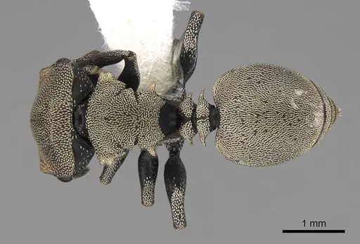 Cephalotes goniodontus specimen CASENT0922603 image casent0922603_1