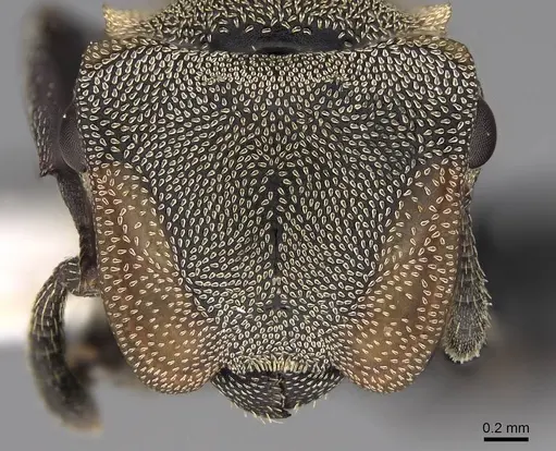Cephalotes goniodontus specimen CASENT0922603 image casent0922603_2