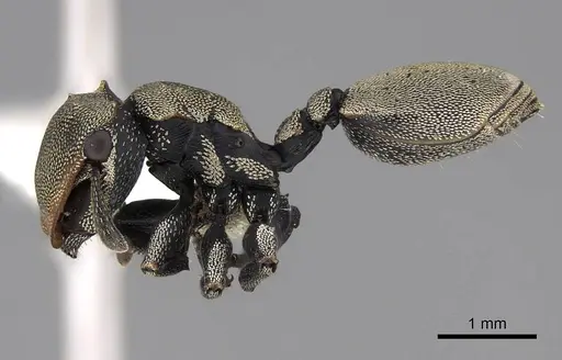 Cephalotes goniodontus specimen CASENT0922603 image casent0922603_3