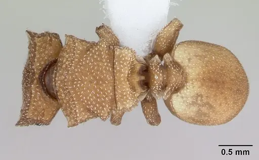 Cephalotes grandinosus specimen CASENT0173699 image casent0173699_1
