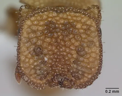 Cephalotes grandinosus specimen CASENT0173699 image casent0173699_2