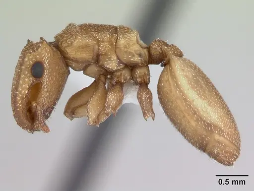 Cephalotes grandinosus specimen CASENT0173699 image casent0173699_3