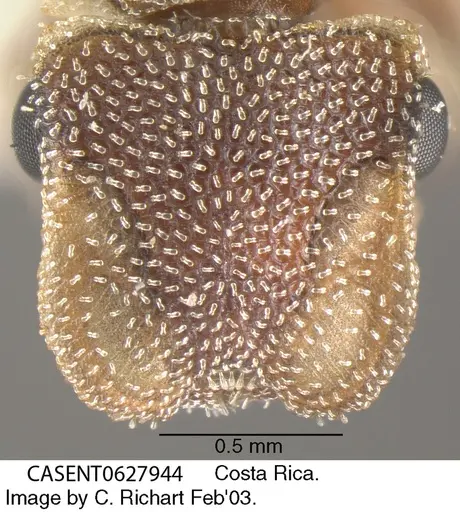 Cephalotes grandinosus specimen CASENT0627944 image casent0627944_2