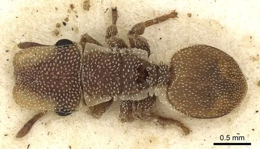 Cephalotes grandinosus specimen CASENT0900236 image casent0900236_1