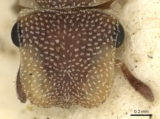 Cephalotes grandinosus specimen CASENT0900236 image casent0900236_2