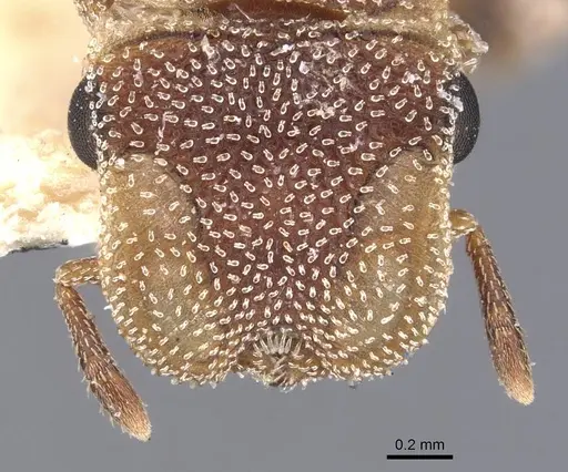 Cephalotes grandinosus specimen CASENT0909294 image casent0909294_2