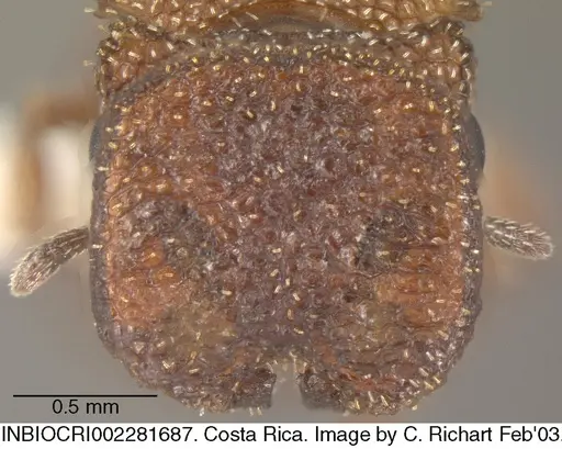 Cephalotes grandinosus specimen INBIOCRI002281687 image inbiocri002281687_2