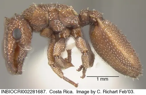Cephalotes grandinosus specimen INBIOCRI002281687 image inbiocri002281687_3