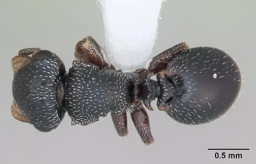 Cephalotes guayaki specimen CASENT0173677 image casent0173677_1