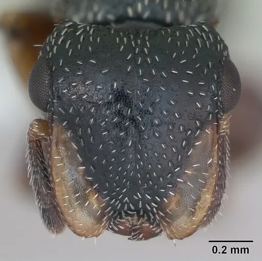 Cephalotes guayaki specimen CASENT0173677 image casent0173677_2