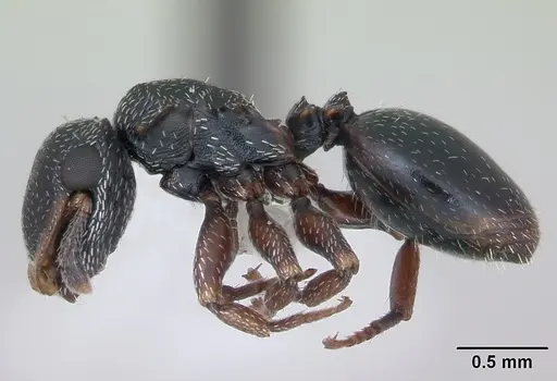 Cephalotes guayaki specimen CASENT0173677 image casent0173677_3