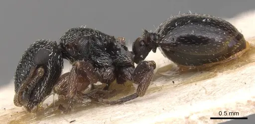 Cephalotes guayaki specimen CASENT0904921 image casent0904921_3