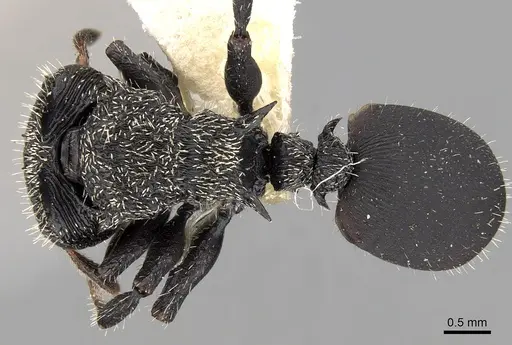 Cephalotes hamulus specimen CASENT0280796 image casent0280796_1