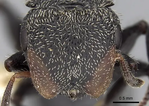 Cephalotes hamulus specimen CASENT0280796 image casent0280796_2
