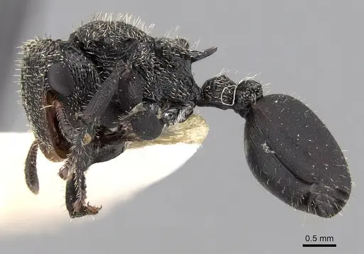 Cephalotes hamulus specimen CASENT0280796 image casent0280796_3
