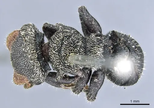 Cephalotes hamulus specimen CASENT0904900 image casent0904900_1