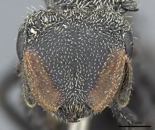 Cephalotes hamulus specimen CASENT0904900 image casent0904900_2
