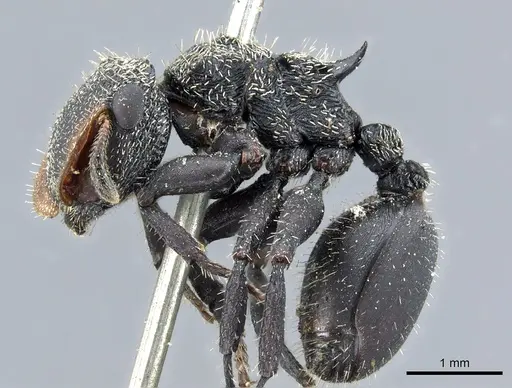 Cephalotes hamulus specimen CASENT0904900 image casent0904900_3