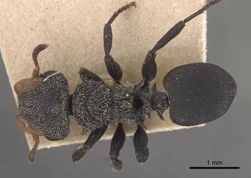 Cephalotes hamulus specimen CASENT0919599 image casent0919599_1