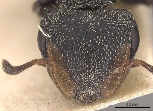 Cephalotes hamulus specimen CASENT0919599 image casent0919599_2