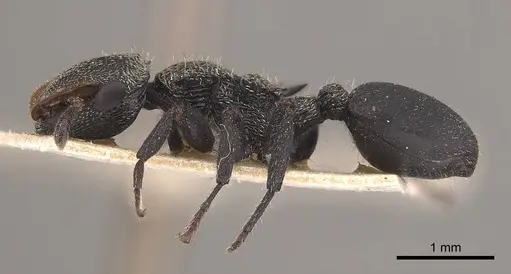 Cephalotes hamulus specimen CASENT0919599 image casent0919599_3