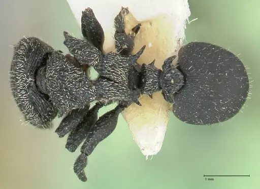 Cephalotes hamulus specimen FOCOL2146 image focol2146_1