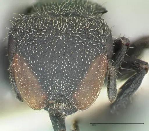 Cephalotes hamulus specimen FOCOL2146 image focol2146_2