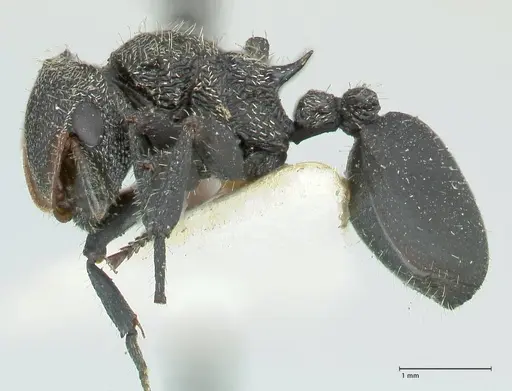 Cephalotes hamulus specimen FOCOL2146 image focol2146_3