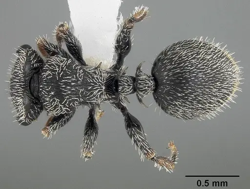 Cephalotes hirsutus specimen CASENT0718039 image casent0718039_1