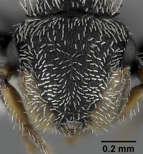 Cephalotes hirsutus specimen CASENT0718039 image casent0718039_2