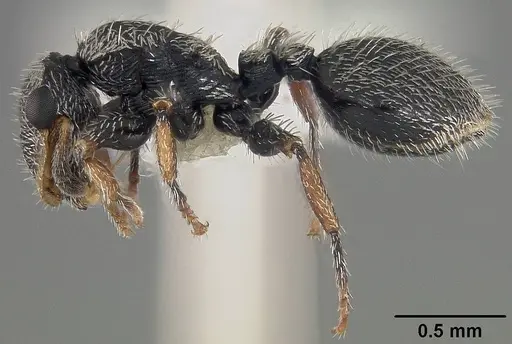 Cephalotes hirsutus specimen CASENT0718039 image casent0718039_3