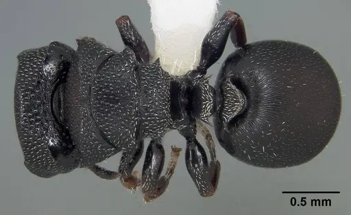 Cephalotes hirsutus specimen CASENT0718042 image casent0718042_1