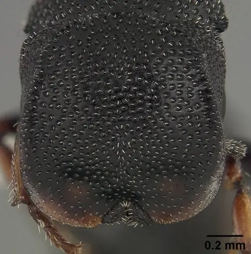 Cephalotes hirsutus specimen CASENT0718042 image casent0718042_2