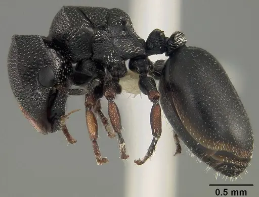 Cephalotes hirsutus specimen CASENT0718042 image casent0718042_3