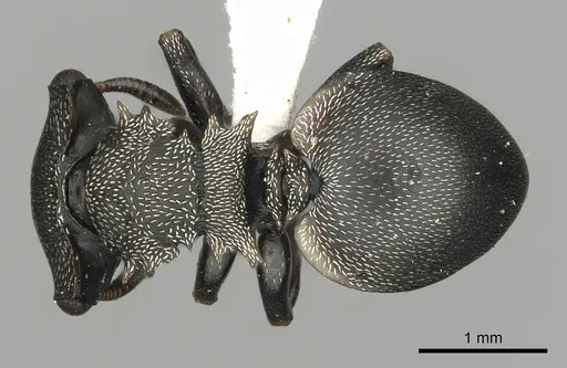 Cephalotes inaequalis specimen CASENT0627946 image casent0627946_1