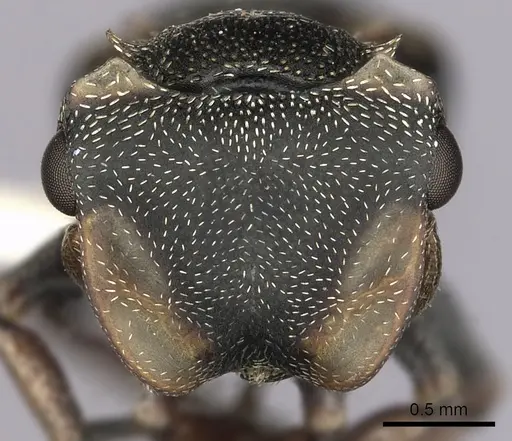 Cephalotes inaequalis specimen CASENT0627946 image casent0627946_2