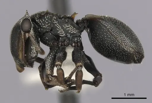 Cephalotes inaequalis specimen CASENT0627946 image casent0627946_3