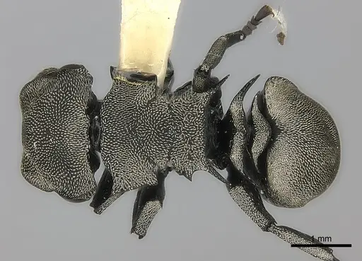 Cephalotes inca specimen CASENT0217837 image casent0217837_1