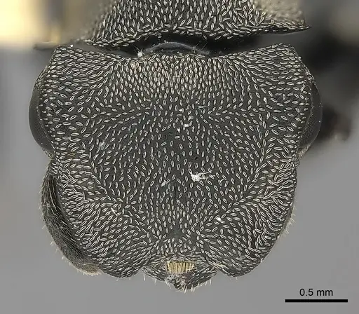 Cephalotes inca specimen CASENT0217837 image casent0217837_2