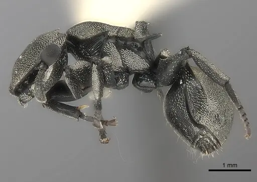 Cephalotes inca specimen CASENT0217837 image casent0217837_3