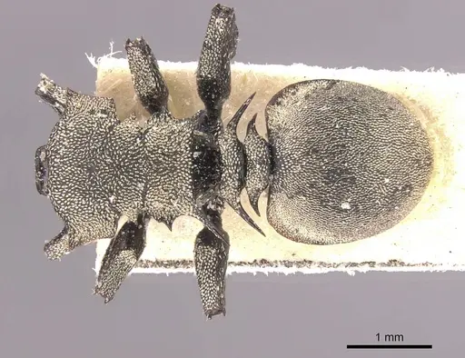 Cephalotes inca specimen CASENT0912600 image casent0912600_1