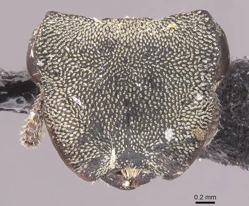 Cephalotes inca specimen CASENT0912600 image casent0912600_2