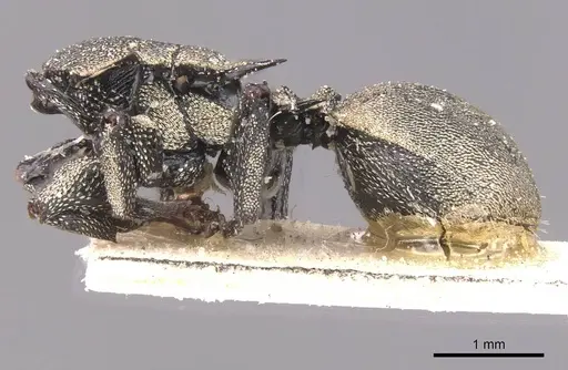 Cephalotes inca specimen CASENT0912600 image casent0912600_3