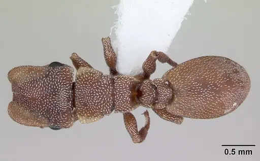 Cephalotes incertus specimen CASENT0173681 image casent0173681_1