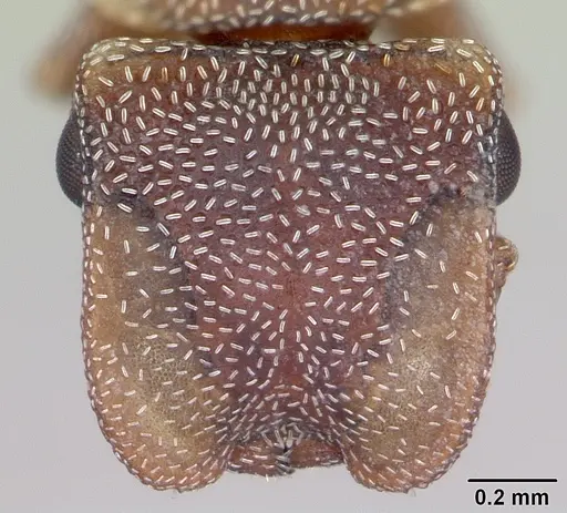Cephalotes incertus specimen CASENT0173681 image casent0173681_2