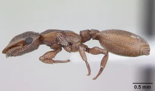 Cephalotes incertus specimen CASENT0173681 image casent0173681_3